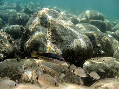 P8080137 DxO